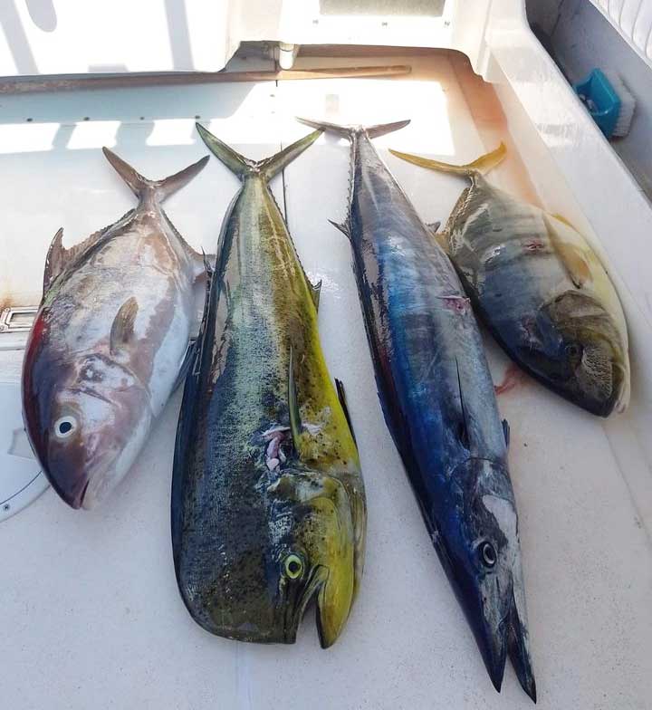 Various fish caught spearfishing in Mexico