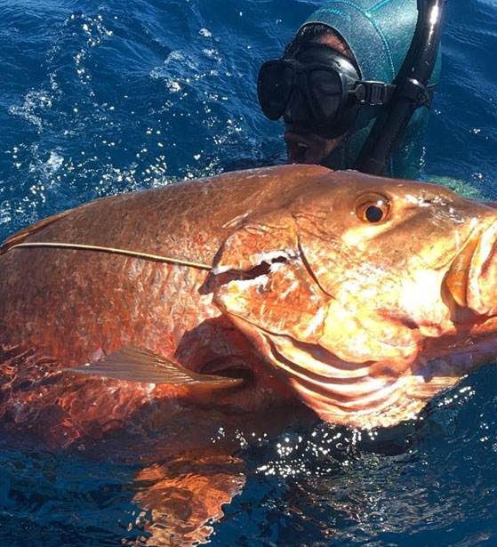 Spearo with a fish caught spearfishing