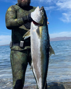 Yellowtail in Baja